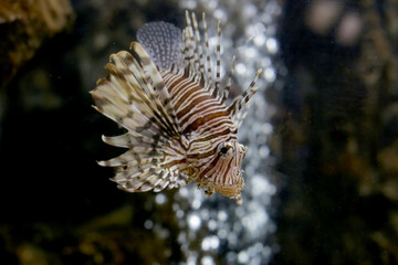 Lionfish orTurkeyfish in aquarium water