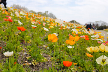 Beautiful poppy flower garden. The Expo 70 Commemorative Park, Osaka, Japan