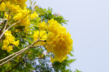 Silver trumpet tree, Tree of gold, Paraguayan silver trumpet tree