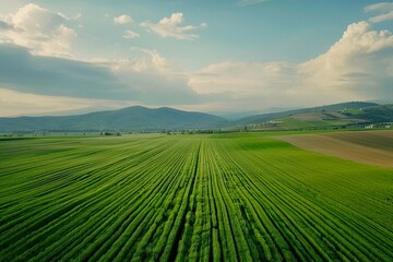 Fototapeta premium view of agricultural field