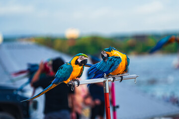 Obraz premium Macaws are a type of parrot with beautiful, colorful feathers. They are considered expensive wild animals. And are beautiful birds that are popular among bird collectors as pets.