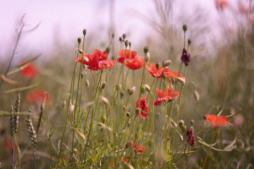 Mak polny, czerwony kolor, łąka i czerwone polne kwiaty, letni, kolorowy, wiejski ogród, rozmyte tło, natura, zbliżenie makro, tapeta kwiatowa, wzór kwiatowy © anettastar