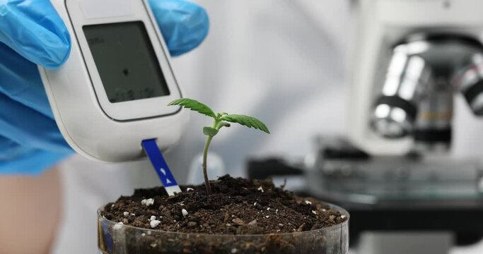 Woman scientist examines condition of soil with professional moisture meter. Female person grows marijuana for good of society in laboratory slow motion