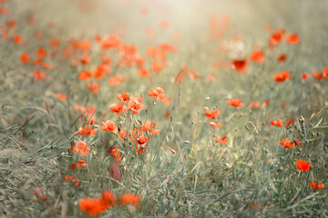 Mak polny, czerwony kolor, łąka i czerwone polne kwiaty, letni, kolorowy, wiejski ogród, rozmyte tło, natura, zbliżenie makro, tapeta kwiatowa, wzór kwiatowy © anettastar