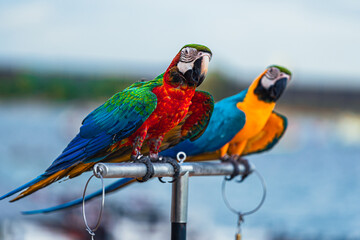 Macaws are a type of parrot with beautiful, colorful feathers. They are considered expensive wild animals. And are beautiful birds that are popular among bird collectors as pets.