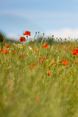 Mak polny, czerwony kolor, łąka i czerwone polne kwiaty, letni, kolorowy, wiejski ogród, rozmyte tło, natura, zbliżenie makro, tapeta kwiatowa, wzór kwiatowy © anettastar