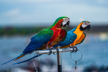 Macaws are a type of parrot with beautiful, colorful feathers. They are considered expensive wild animals. And are beautiful birds that are popular among bird collectors as pets.