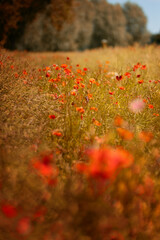 Mak polny, czerwony kolor, łąka i czerwone polne kwiaty, letni, kolorowy, wiejski ogród, rozmyte tło, natura, zbliżenie makro, tapeta kwiatowa, wzór kwiatowy © anettastar