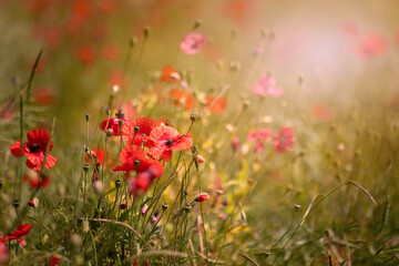 Mak polny, czerwony kolor, łąka i czerwone polne kwiaty, letni, kolorowy, wiejski ogród, rozmyte tło, natura, zbliżenie makro, tapeta kwiatowa, wzór kwiatowy © anettastar