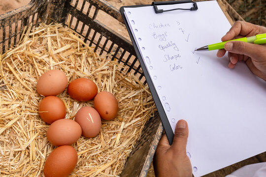 Farm veterinarian checking quality of the chicken eggs