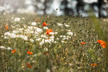 Mak polny, czerwony kolor, łąka i czerwone polne kwiaty, letni, kolorowy, wiejski ogród, rozmyte tło, natura, zbliżenie makro, tapeta kwiatowa, wzór kwiatowy © anettastar