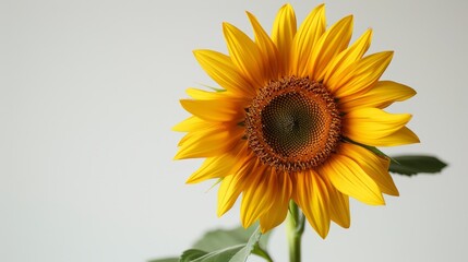 Obraz premium Single sunflower against a white background