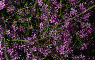 Textural image of garden flowers in the dark at night
