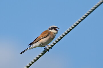 Lanius collurio aka Red-backed Shrike perched on electric wire. Isolated on blue background. Open beak.