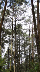 Tall pine trees in a lush green forest with a clear sky background in a serene natural setting