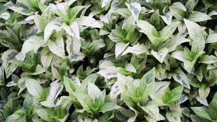 Close-Up of Green and White Variegated Leaves of Elegantissima Shrubs in Lush Garden Setting