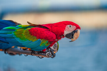 Macaws are a type of parrot with beautiful, colorful feathers. They are considered expensive wild animals. And are beautiful birds that are popular among bird collectors as pets.