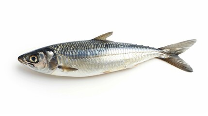 Fototapeta premium Herring salted raw fish isolated on white wallpaper background