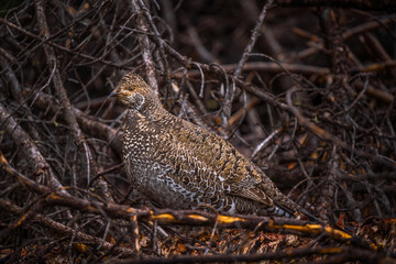 Quail close up with tree twig background