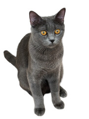 Gray British cat.