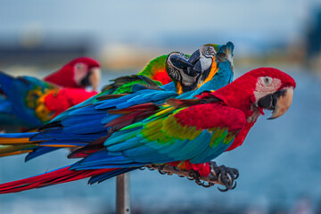 Macaws are a type of parrot with beautiful, colorful feathers. They are considered expensive wild animals. And are beautiful birds that are popular among bird collectors as pets.