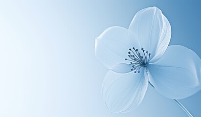 Obraz premium White flower on blue sky background with copy space for text or image