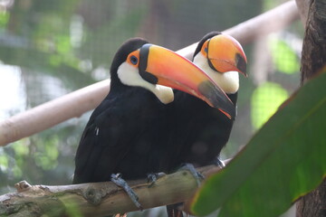 Toucans dans un zoo
