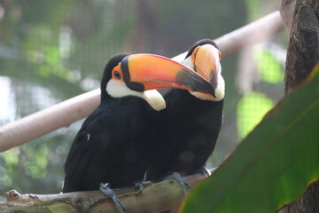 Toucans dans un zoo