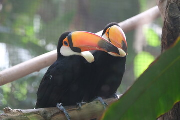 Toucans dans un zoo