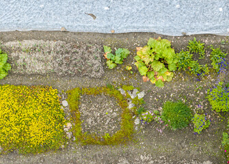 Top view of vegetable garden for self sufficient organic food production. Plants growing on earth.
