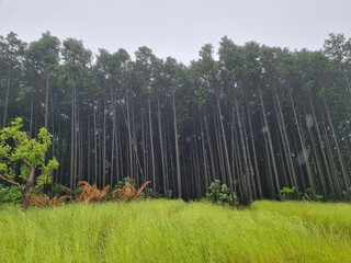 A view of the Saryeoni Forest Path of Jeju Island in korea