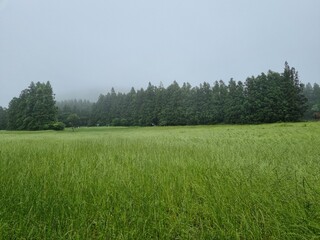 A view of the Saryeoni Forest Path of Jeju Island in korea