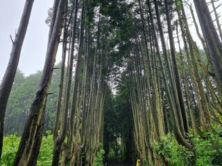 A view of the Saryeoni Forest Path of Jeju Island in korea