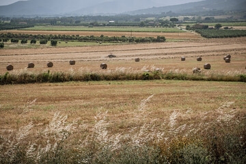 Fototapeta premium Hay bales tractor at work with cattle egret birds