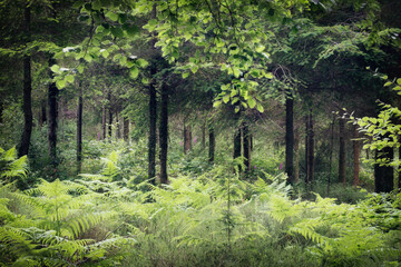 Ladock woods cornwall england uk 