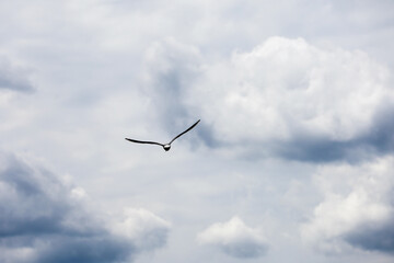 Silhouette of flying seagull against the sky with clouds. Background for freedom and sea vacation