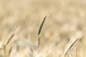 field, ears, wheat, grain, fields