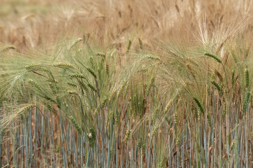 field, ears, wheat, grain, fields