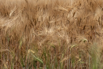 field, ears, wheat, grain, fields