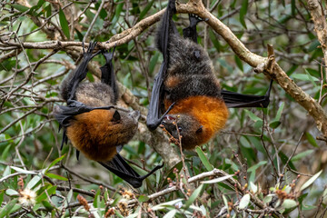 Grey-headed flying fox 
