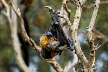Grey-headed flying fox 