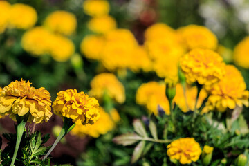 Two Yellow Marigolds against a field of out of focus marigolds