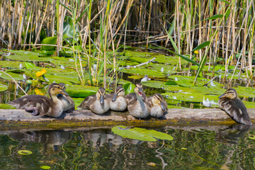 Młode kaczki na rzece 9 © Krzysiek Cegiełka