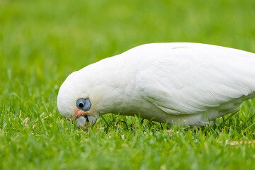 Little-corella (Cacatua sanguinea)