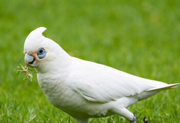 Little corella (cacatua sanguinea)