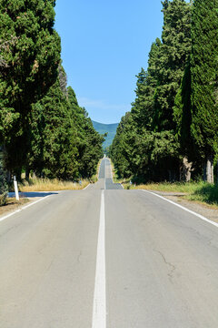 Strada costeggiata da cipressi (Bolgheri, Toscana, Italia)