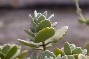 Close de uma planta suculenta com folhas verdes, roliças e em camadas. Fundo desfocado, destacando os detalhes da suculenta.