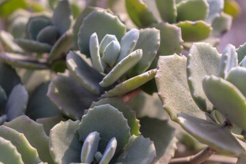 close-up de planta suculenta com folhas grandes, verdes, bordas recortadas e cobertas por finos...