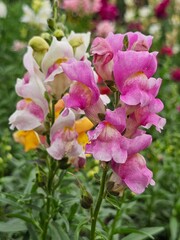 pink flowers in the garden