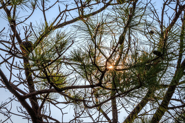Sunburst through the pine trees in the forest